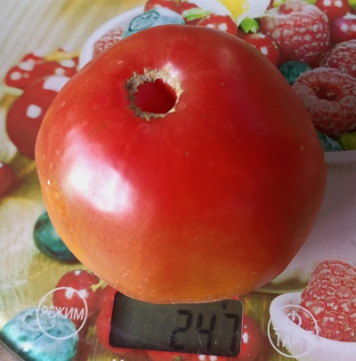 Томат Фиолетовый Оуэна (Owen's Purple), США