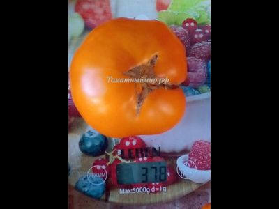 Томат Джамбо Джим оранжевый (Jumbo Jim Orange)