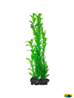 270237 Растение аквариумное Hygrophila 1(S) 15см с утяжелителем