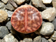 Lithops bromfieldii PV980 (Чехия) - 10 семян