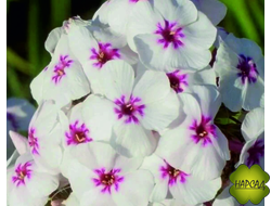 ФЛОКС МЕТЕЛЬЧАТЫЙ "МАКС ФЕЙВОРИТ"