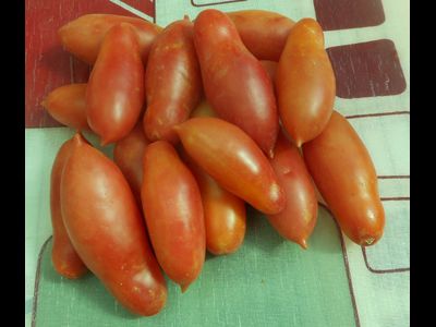 Томат Перцевидный  малиновый