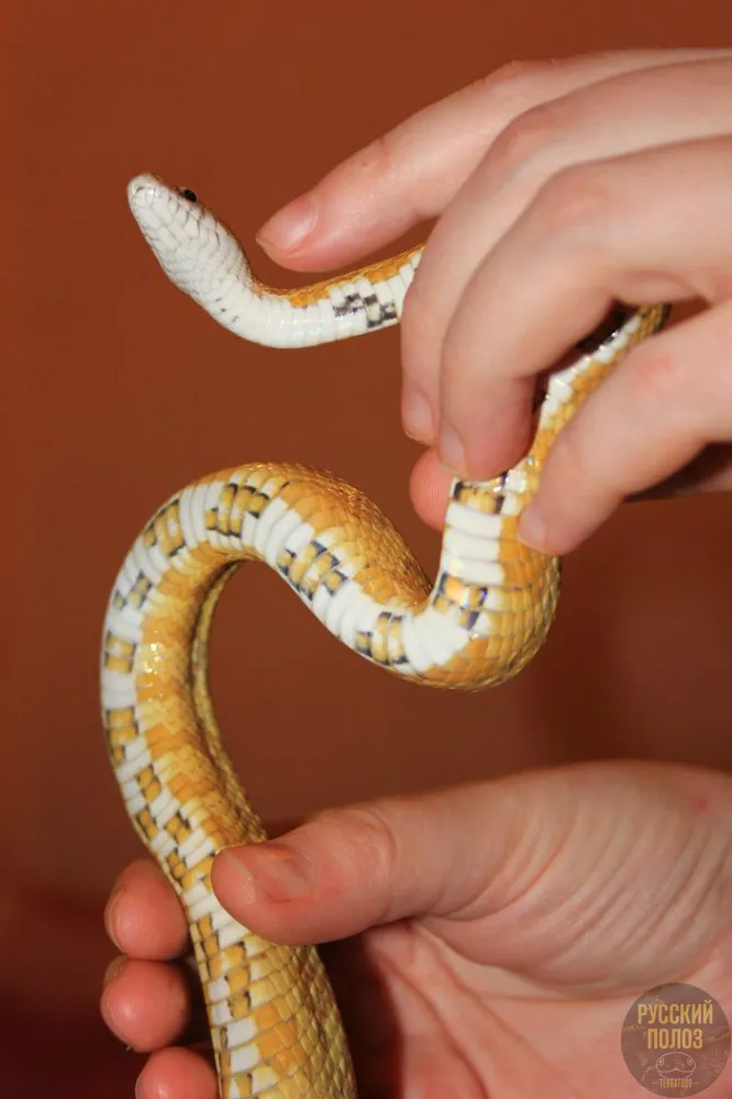 Полоз маисовый, Pantherophis guttatus