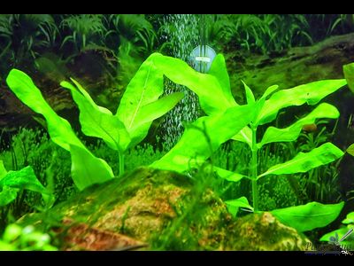 Гимнокоронис (ветка)