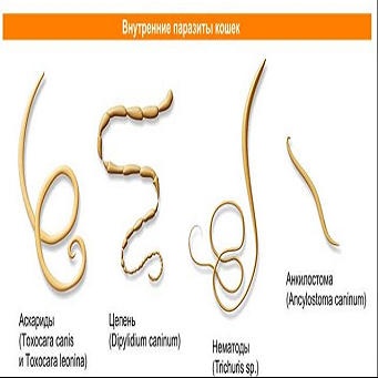 Tapeworm Parasite in Cat - Cestode Identification - YouTube