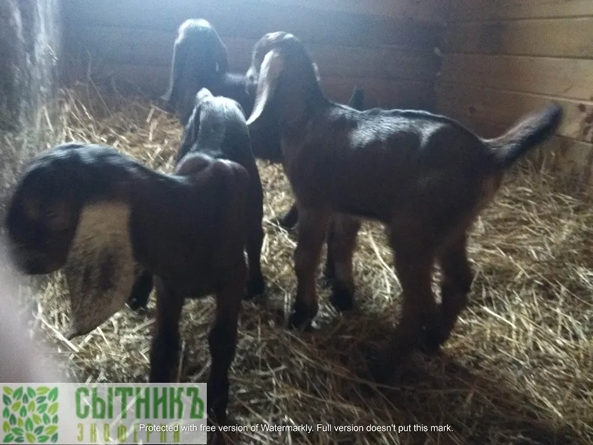 Козлята нубийские резвятся в сарае