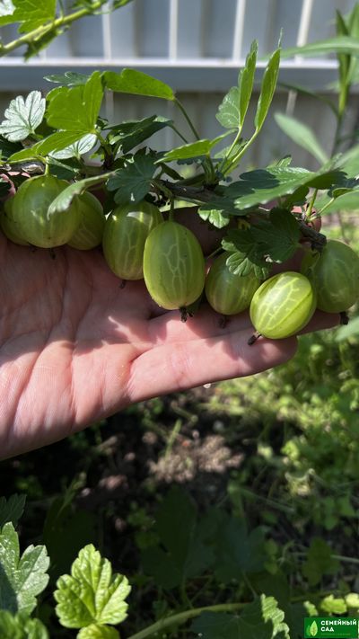 Крыжовник "Уральский розовый"