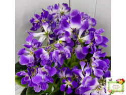 LV-Элизабет (Л. Шевелева) 2023 г. (лист посажен 25.07.25)