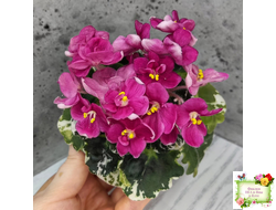 ЛЕ-Фруктовая Мармеладка (Е.Лебецкая) 2017 г. (лист укоренённый)