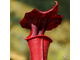 Sarracenia Alata Red tube