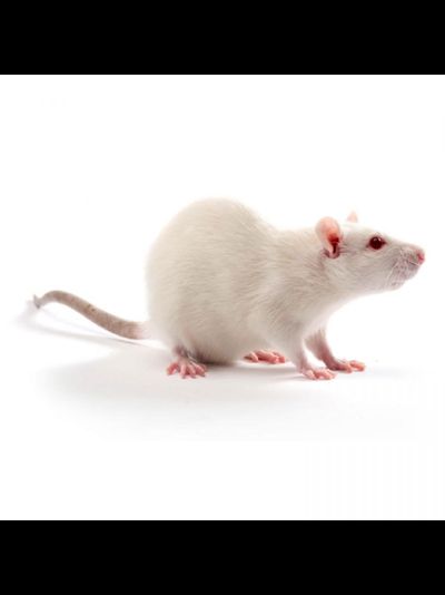 Крыса кормовая живая подросток 70-100гр