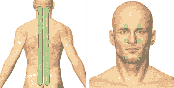 Околопозвоночные зоны, тройничная зона. ДЭНАС ПКМ [НЕЙРОДЭНС] 