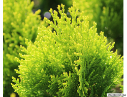 Туя Ауреа Нана - Aurea Nana