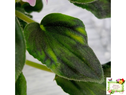 LV-Кирюша (Л. Шевелева) 2022 г. трейлер (клакамас)