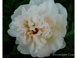 Пион Greenland (Гринлэнд)