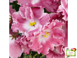 НД-Морковка (Н. Данилова-Суворова) 2021 г.