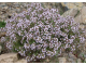 Тимьян обыкновенный (Thymus vulgaris), побеги 5 мл - 100% натуральное эфирное масло