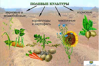 Огород и поле, слайд-комплект (20 слайдов), начальная школа