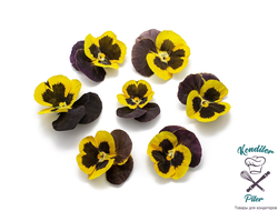 Виола обезвоженная Black lemon - Черный лимон, 3 шт