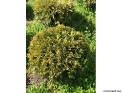 Туя Голден Глоб - Golden Globe