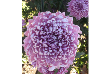 MILKA PINK.
Интродукция НБС