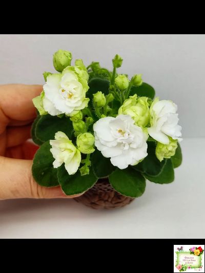 Irish Flirt mini (S.Sorano)