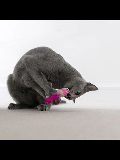 Игрушка для кошек Dental "Креветки" с кошачьей мятой