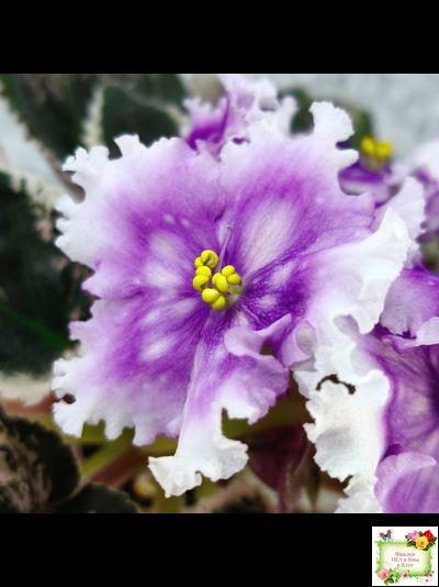 Dn-Дух Різдва (Д. Денисенко) 2020 г.