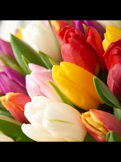 Букет из 25 тюльпанов: микс