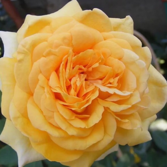 София Ренессанс  (Sophia Renaissance) роза