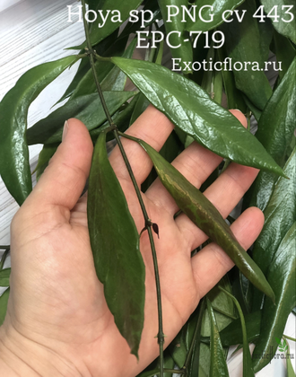 Hoya sp. PNG 443 epc 719