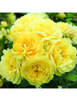 Анни Дюпрей (Anny Duperey)