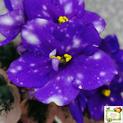 Rivermist Heavenly (J. Baker) (10985) NEW 05/21/2018