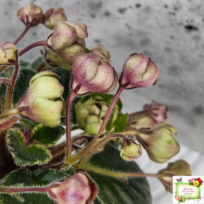 Н-Фавн (Н. Бердникова) 2017 г. (лист посажен 29.01.26)