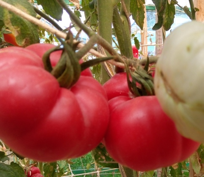 Томат Марманде розовый (Marmande pink)