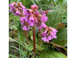 Bergenia stracheyi