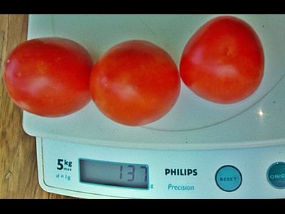 Томат Титан розовый