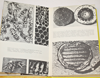 Халифман И. Шмели и термиты. М.: Детская литература. 1988г.