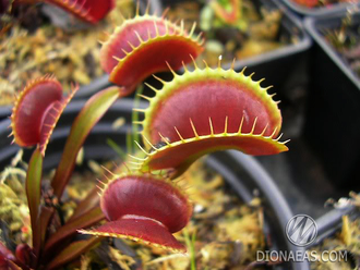 Dionaea muscipula Akai Ryu