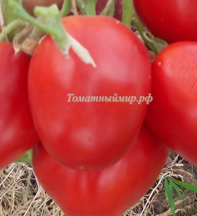Томат Де Барао красный волгоградский (усл.)