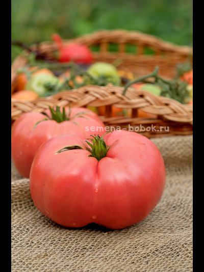 Томат Минусинский Крупный, 10 шт