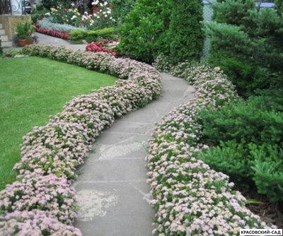 Живая изгородь из спиреи японской