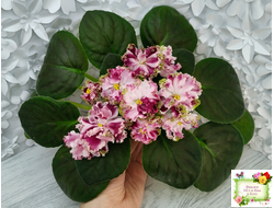 КО-Петушок Золотой Гребешок (О. Кособокова) 2016