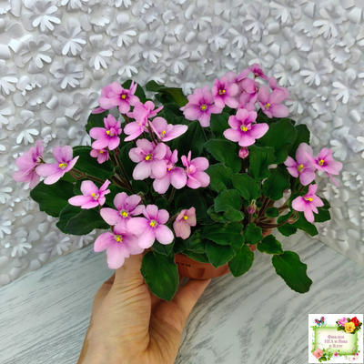 LV-Звезда в Ночи (Л. Шевелева) 2025 г. трейлер (клакамасный лонг)