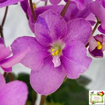 LV-Ланселот (Л. Шевелева) 2025 г. (клакамусный гёрл с кроновой пестролистностью) (стартер)