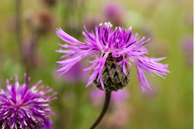 Набор молдов, вайнеров и каттеров "Василёк"