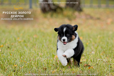 щенок mas - мальчик с ГОЛУБЫМ ошейничком Д-2025, окрас черный триколор, на фото 2 мес