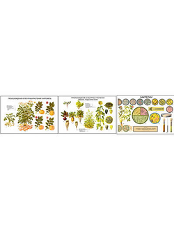Плакаты ПРОФТЕХ "Происхождение культурных раст. (картофеля, свеклы и подсол.)" (3 пл, винил, 70х100)