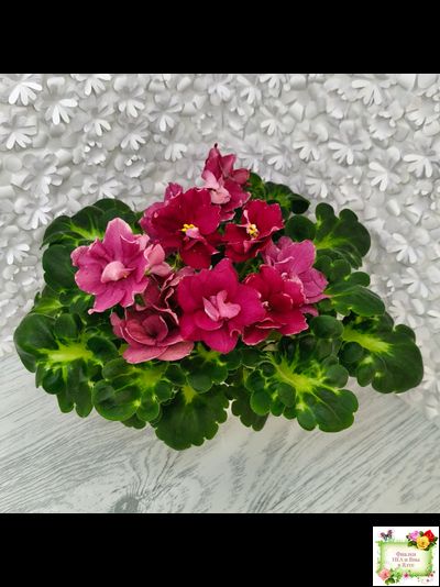 ВаТ-Супер Мама (Т.Валькова) 2020 г.