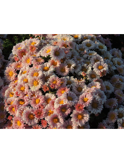 Хризантема корейская Барби